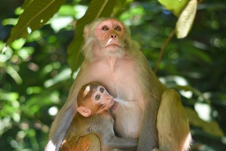 Mother monkey nursing baby