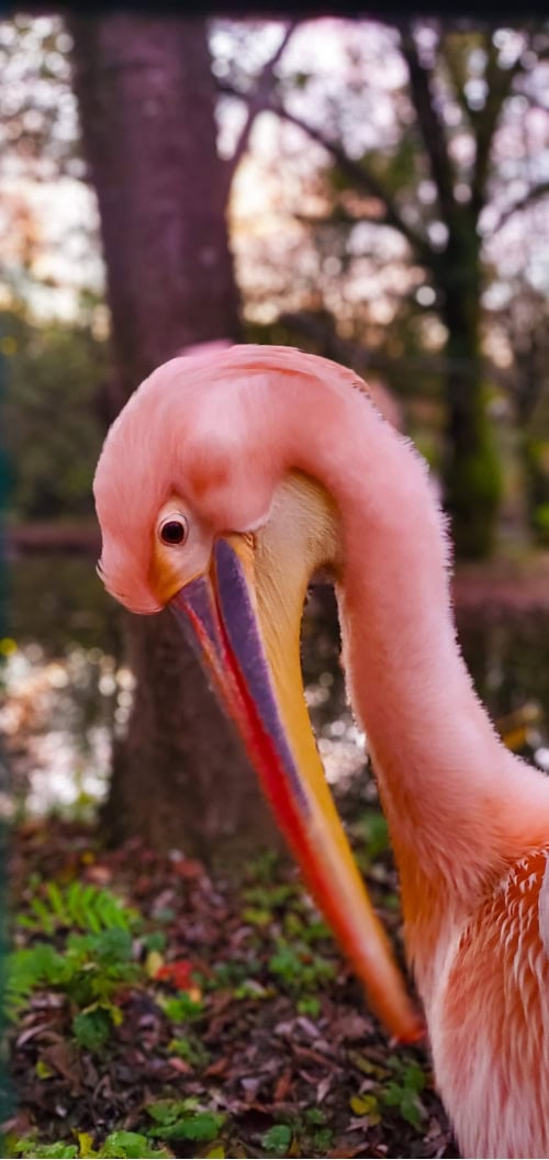 pink pelican