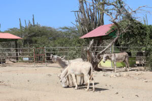 Aruba Donkey Sanctuary