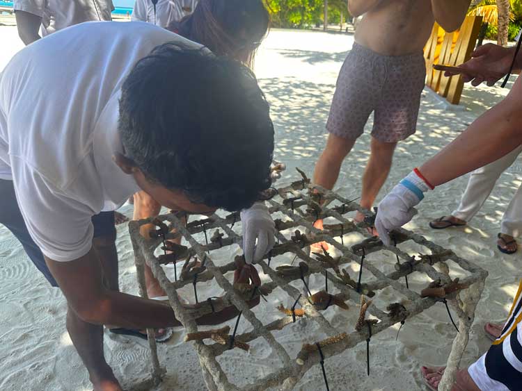 Attaching small broken coral to a frame, where they will attach and begin to grow. Photo by Janna Graber