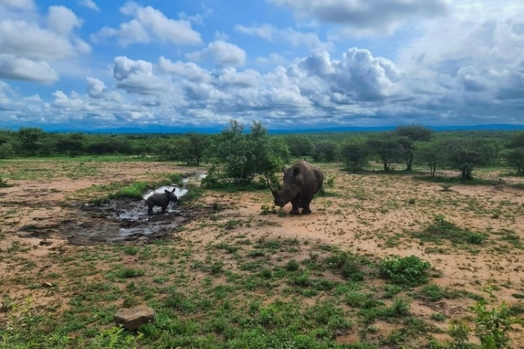 A baby rhino standing a foot away from its mother wallowing in mud. The mother is standing upright, watching her calf