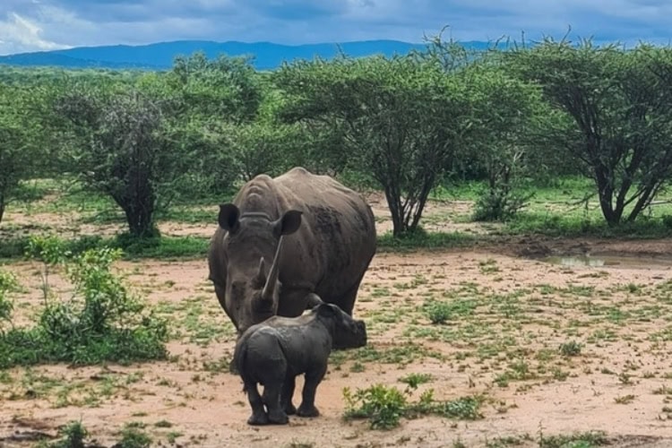 A very small baby rhino standing in front of a large female rhino