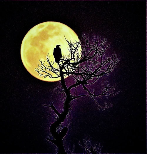 Bald Eagle Silhouetted 
