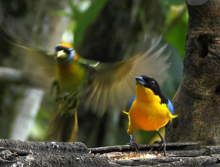 Blue-winged mountain tanager