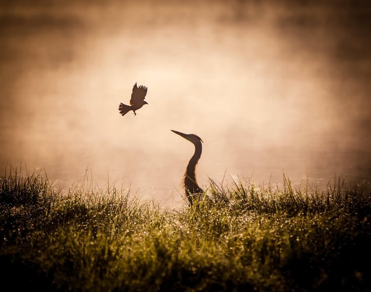 heron and blackbird