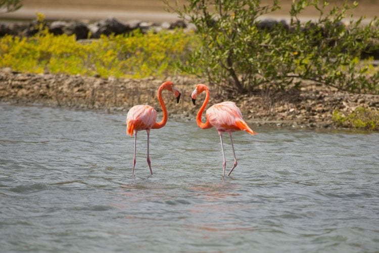 Curacao pink flamingos