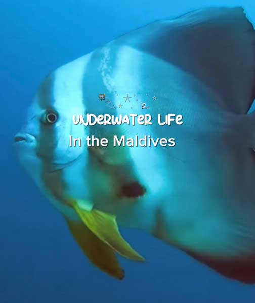 Curious batfish