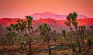 Explore Joshua Tree