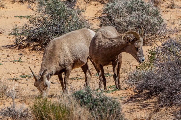 Desert Big Horn Sheep