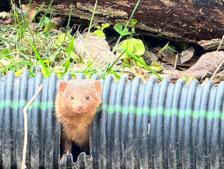 Dwarf mongoose