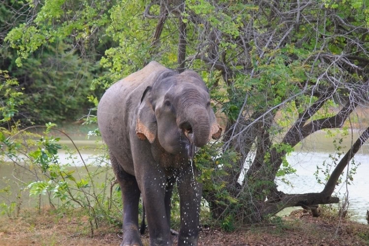 A single elephant picks up water from a lake in Udawalawe National Park
