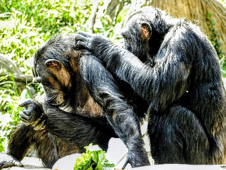 monkeys at the St Louis Zoo