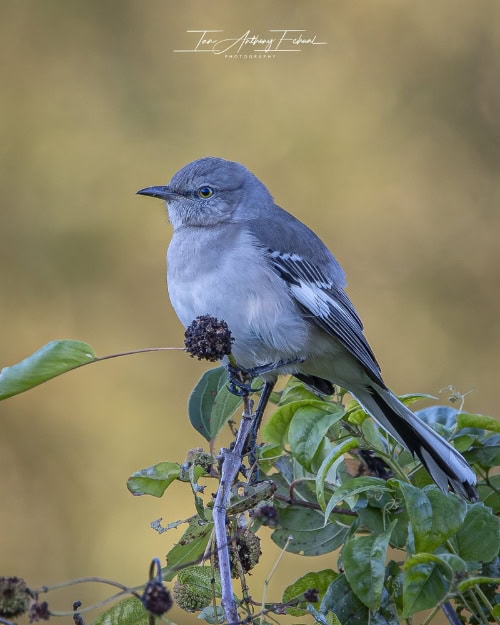 mocking bird on branch