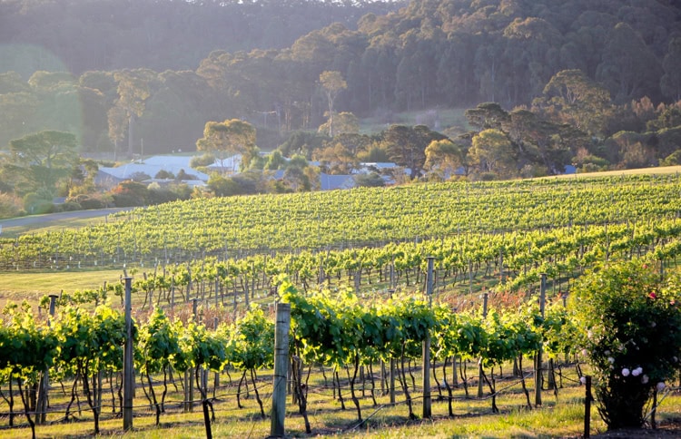 Coolangatta Estate Winery