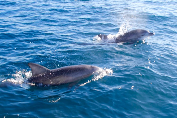 Dolphins in Jervis Bay