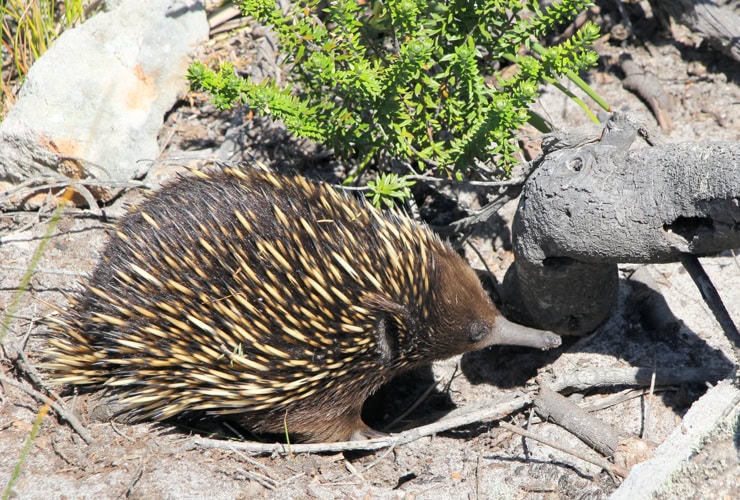 Echidna in the wild.