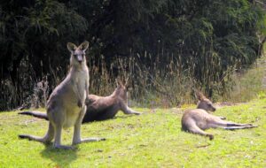 Kangaroos in Australia. Photo by Ayan Adak