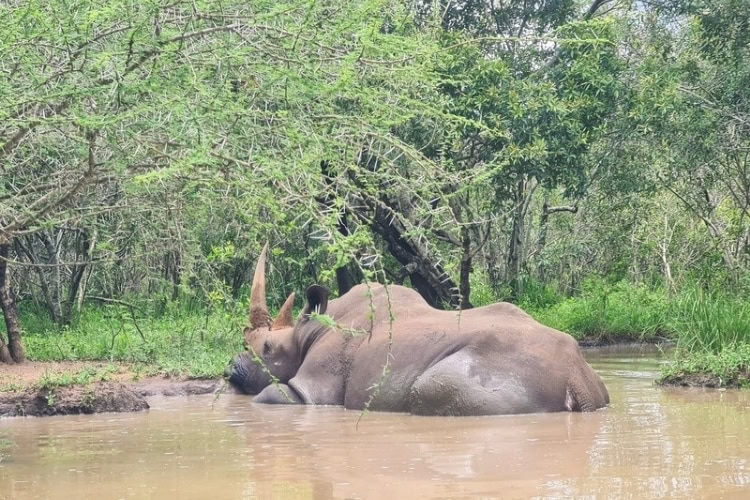 A large male rhino wallowing in a pool of mud