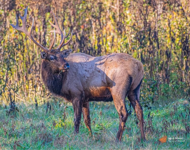Bull elk