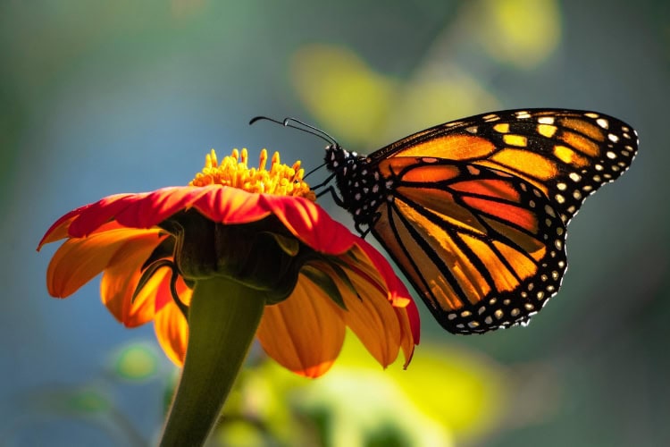 Monarch butterfly