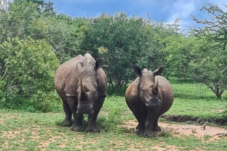 Two rhinos standing side by side facing the camera, one bigger than the other