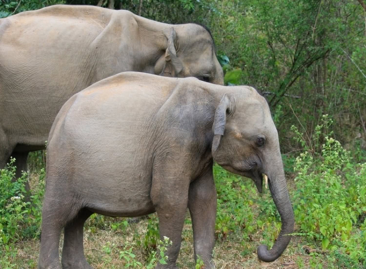 A mother elephant and her calf at Udawalawe National Park