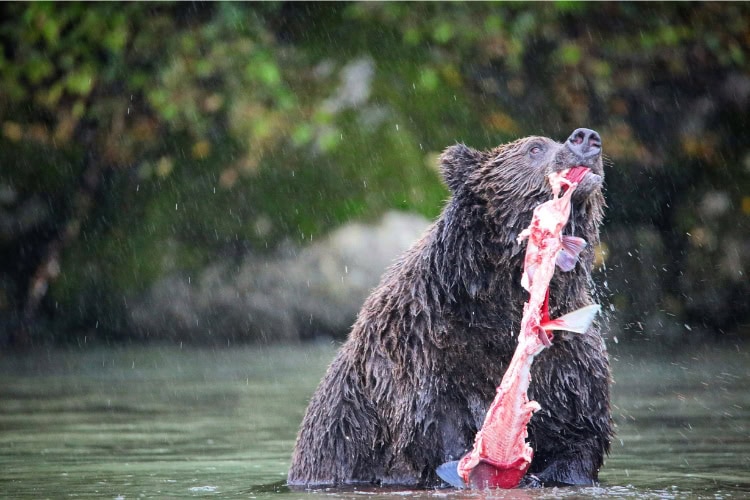 Hunting bear