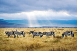 Ngorongoro Crater in Tanzania