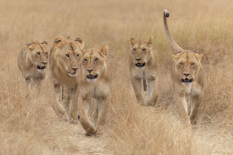 pride of lions in Kenya