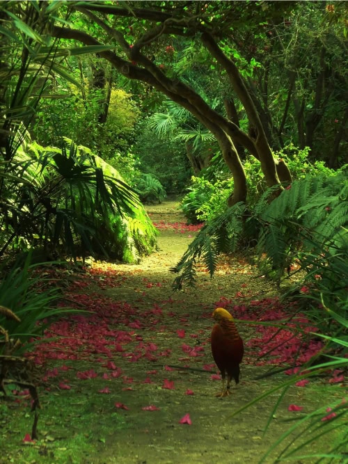 golden pheasant