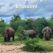 Pinterest - 3 rhinos standing in the middle of the bush in a line