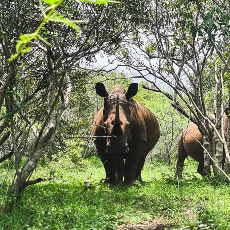A large female rhino, framed by a thicket of trees, staring directly at the camera while protecting her calf