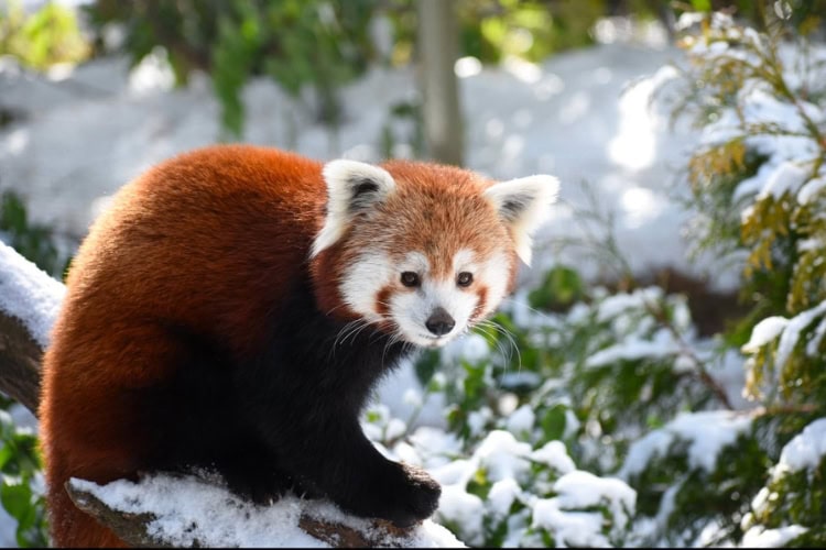 red panda