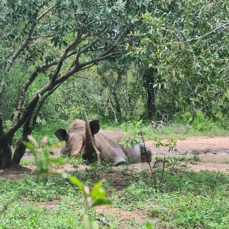 A large male rhino wallowing in the mud, slightly obscured by trees