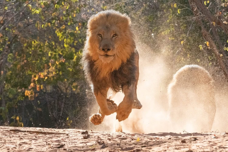 Running lions
