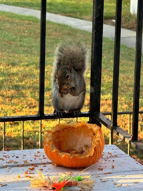 squirrel eating a pumpkin