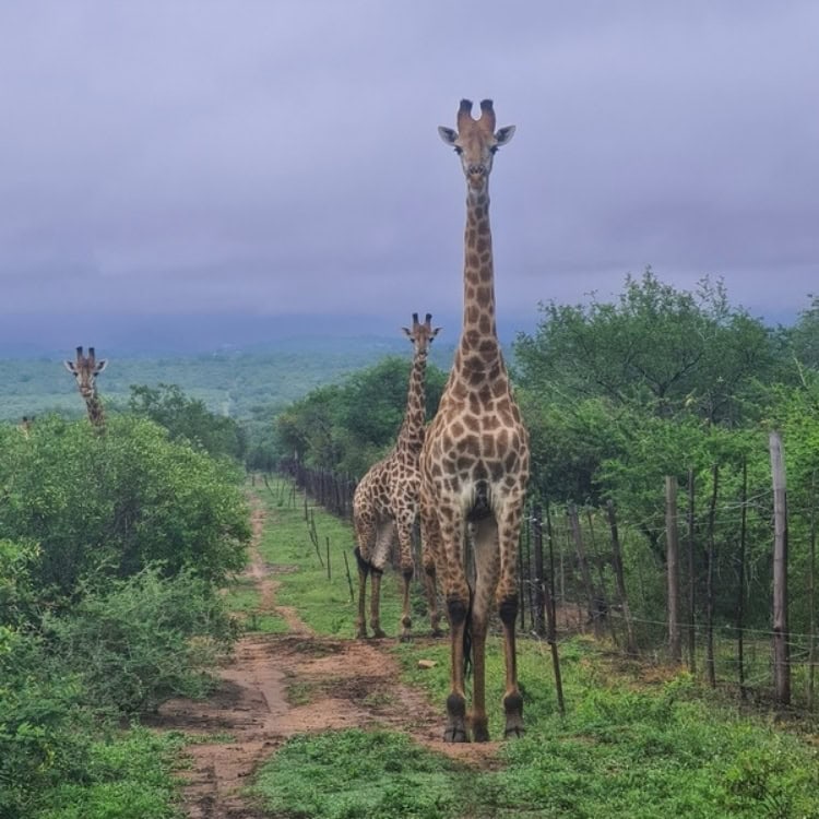 A herd of giraffes standing, looking directly at the camera, appearing slightly startled in a bush setting