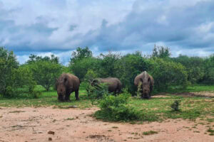 Three rhinos standing in the middle of the bush in a line