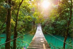 Tranquil Forest Footbridge in Belize jungle. Photo by THP creative