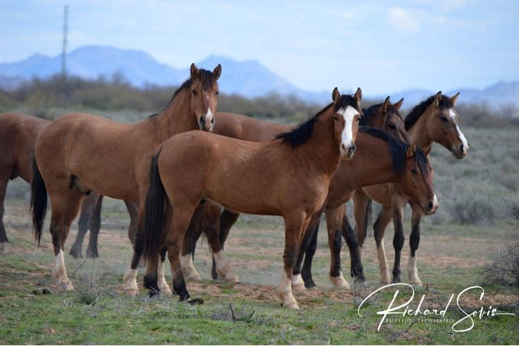 Wild mustangs