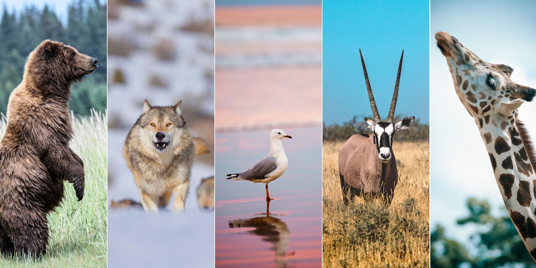 Wildlife Encounters Photo Contest