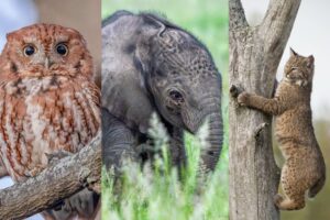 Don’t Miss the Top 20 Photos from Our Wildlife Photo Contest